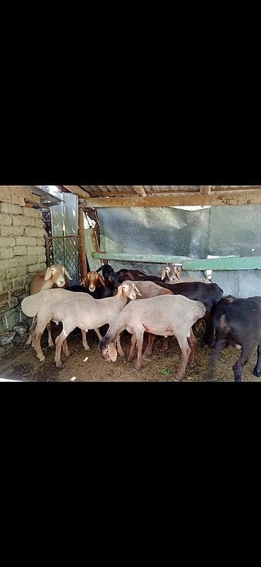 сколько стоит ягнёнок: Продаю | Овца (самка) | На забой | Ярка — 2