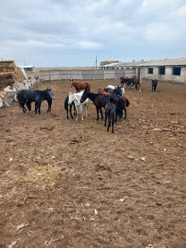 купить домик для кошки недорого: Продаю | Кобыла (самка) | Для разведения | Племенные — 6