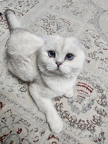 кошки жалал абад: Ит кууту: Скотиш Фолд (Шотландиялык шалпаң кулак), Эркек, 2 жаш, Документтери менен, Эмделген, Күмүш өңдүү шиншилла — 2