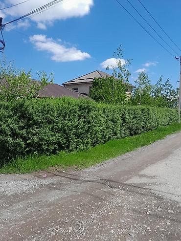 фруктовое дерево: Живая изгородь и садовые деревья для участка - Плотная живая изгородь — 1