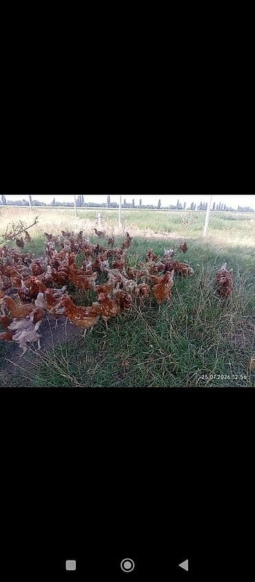 Продаю | Куры | Несушки