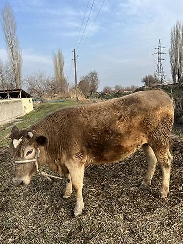 корова обмен: Продаю | Корова (самка) | Полукровка | На откорм | Привязанные — 4