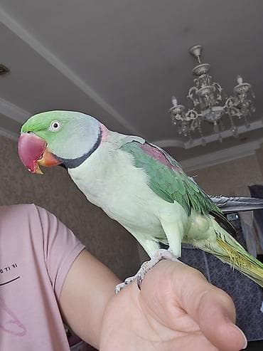 попугай крупный: Александрийский ожереловый попугай (Psittacula eupatria). - — 10