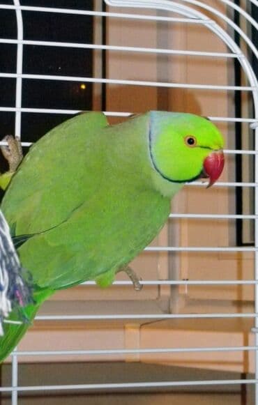 Птицы: Попугаи Ожиреловые хорошо учатся говорить и приручаются к рукам — 10