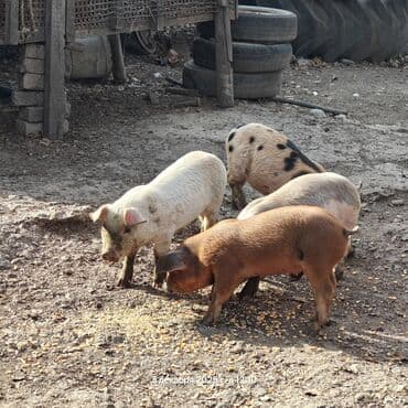 корм для домашних животных: Продаю | Поросенок | Дюрок | Для разведения — 2