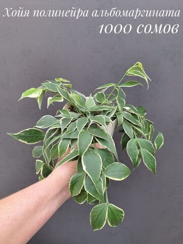 живые растения в аквариум купить: Комнатные растения, цветы (молодые растения, взрослые экземпляры). Не — 15