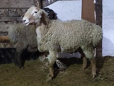 С/х животные и товары: Продаю | Овца (самка) | Для разведения — 7
