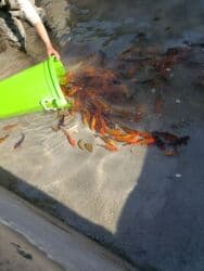 щенок стаффа: Продажа карпа кои 15 см до 20 см размеров💸*Продаём рыбу — карп КОЙ в — 6