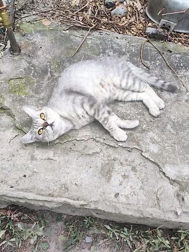 Мышыктар: 2 жаш, Ургаачы — 2