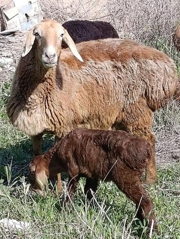 куплю мясо кролика: Продаю | Овца (самка) | Арашан | Для разведения | Котные — 5