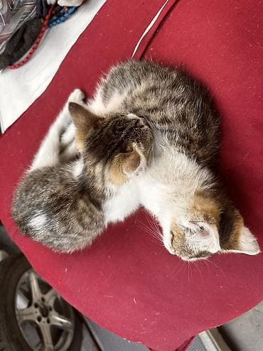 Отдам котят в хорошие руки. Мать превосходный охотник на мышей и крыс — 1