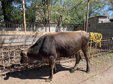 Продаю | Корова (самка) | Полукровка | Для молока | Привязанные