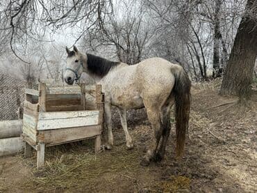 тай абакан: Продаю | Кобыла (самка) | Для молока, Рабочий | Мерин — 3