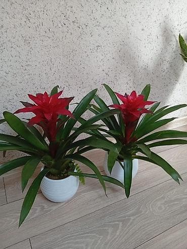 обмен цветы: Комнатные растения в декоративных кашпо В наличии эффектные комнатные — 5