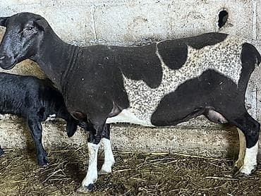 британец кошка: Продаю | Овца (самка), Ягненок — 3