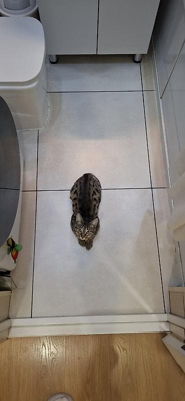 все для кошки: 8 месяцев, Мальчик, Приучена к лотку, Проглистована — 2