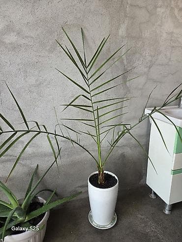 Бөлмө өсүмдүктөрү: Продаю финиковые пальмы. по 1600с 1шт — 1