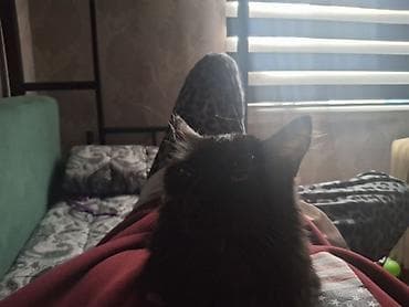 где взять котенка: 4 месяца, Девочка, Приучена к лотку — 2