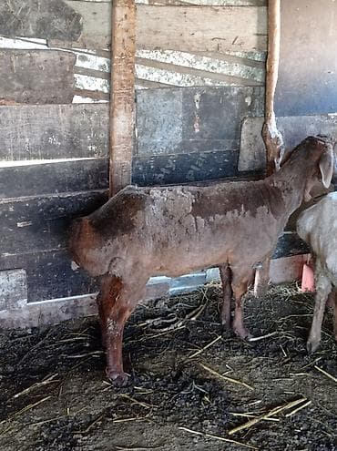 крыса белая: Продаю | Овца (самка) | Для разведения | Матка — 1