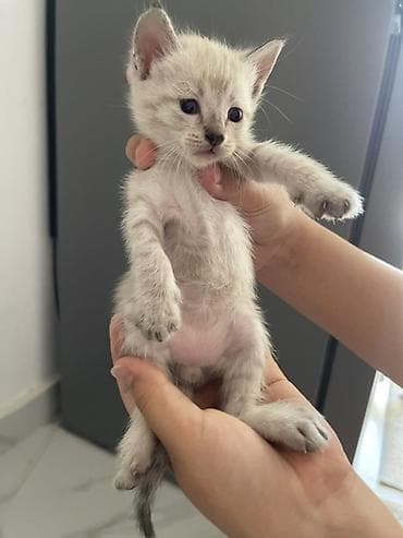 Животные: Котята домашние, короткошёрстные. Около 1–1,5 месяцев. В помёте разные — 4