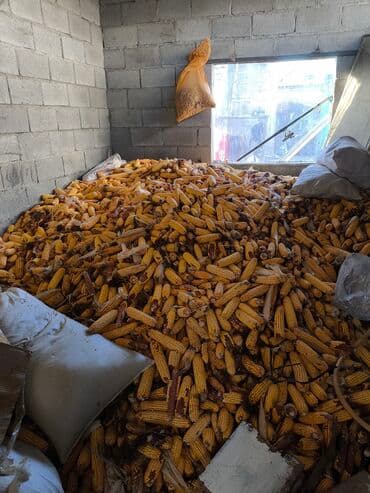 форель бишкек ахунбаева: Дан өсүмдүктөрү — 1