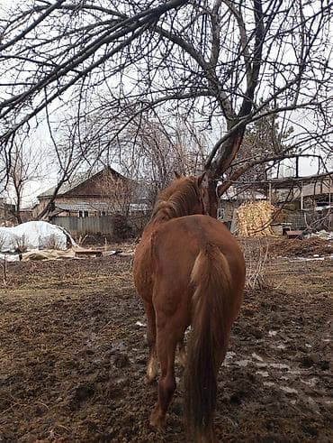 эр атка: Сатам | Жылкы (эркек) | Жумушка — 7