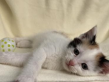 котят бесплатно: Ищем дом котяткам🥰 Возраст 1,5 месяца (3 июля родились) К лотку — 4