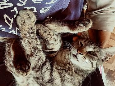 кошка крысолов: Кошка даром: Беспородная, Мальчик — 5