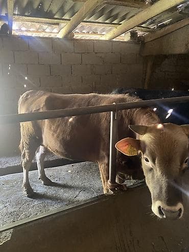 уй музо: Продаю | Бык (самец) | Ангус, Алатауская | На откорм | Племенные, Привязанные — 4