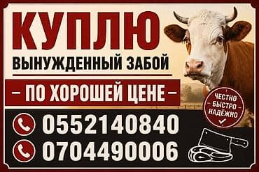 бишкектен уй сатылат: Колбаса цехи : Уйлар, букалар, | Союуга, этке — 1