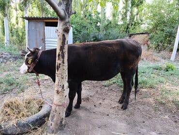 продаю музоо торпок корова самка бык самец айрширская ангус алатауская на забой для разведения на откорм племенные нетель привязанные: Сатам | Уй (ургаачы), Кунаажын | Швиц, Симментал, Голштин | Кунажын, Бооз — 5