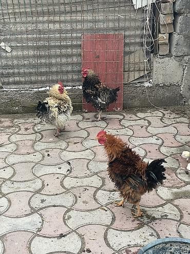 карликовой кури: Продаю | Петух — 2