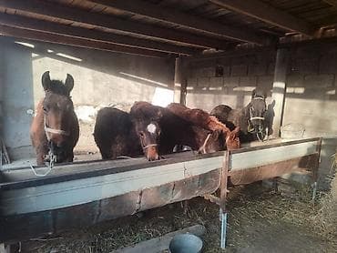 утки с утятами: Продаю | Жеребенок | Полукровка — 6