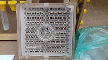 купить пчелопакет: Джентерский сот - позволяет пчеловоду получить маток высокого качества — 8