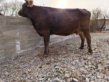 Собаки: Продаю | Корова (самка) | Швицкая | Для молока | Стельные — 5