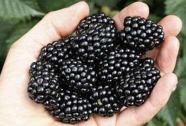 техника для сада: Ежевика — 1