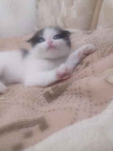 Аквариумы: Котёнок, чёрно‑белый, шотландский вислоухий, скотиш фолд,с очень — 3