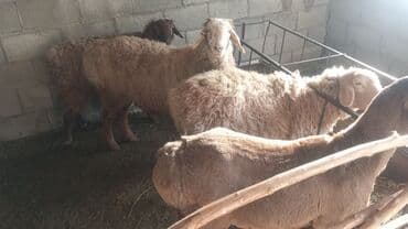 дикие кошки: Продаю | Овца (самка) | Для разведения | Ярка — 2