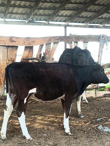 жил азык: Сатам | Уй (ургаачы) | Сүт алуу үчүн | Асыл тукумдуу — 3