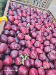 садовый вар бишкек: Яблоки оптом сорт крипсон зимние с темно-фиолетовыми (почти черными) — 4