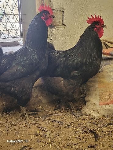 токмок кошка: Молодые петушки Джерсийского гиганта 8-9 мес.(по 2500-00 сом) — 7