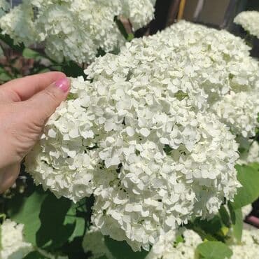 семена адениума купить: Көчөттөр гүлдүн: Флокстор — 19