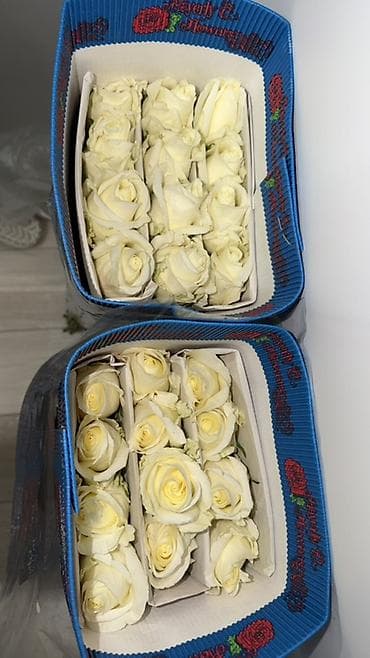куплю розы: Белые розы 24 шт — выгодная цена 🌹 Свежие цветы, готовый букет. Пишите — 2