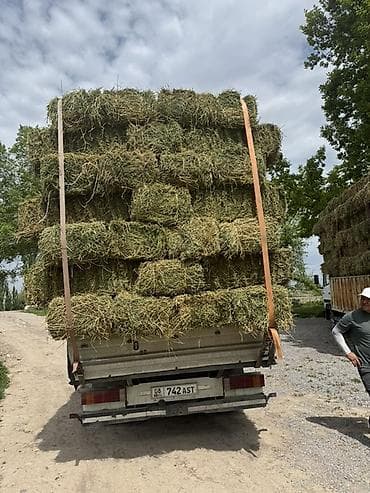 баран доплер: 2 укос таза беде плотный вес оор сатылат 150 штук 450 сом — 2