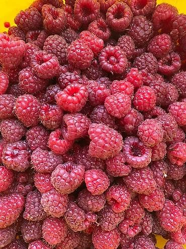 сельхоз участок: 150 соток, Для бизнеса, Договор купли-продажи — 3