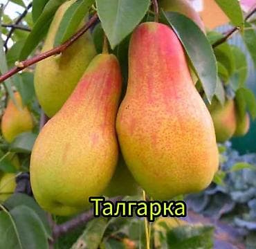 кызыл алма: Саженцы плодовых культур (разные сорта) оптом и в розницу. Успейте — 7