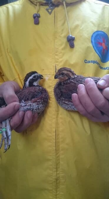 куры оптом: Продаю | Куры, Петух — 2