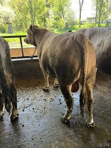 Продаю | Бык (самец) | Аулиекольская | На откорм, На забой, Для разведения | Привязанные