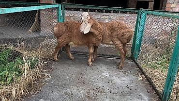 жаныбарлар: Сатам | Козу, Кочкор (эркек) | Гиссар, Арашан | Союуга, Көбөйтүү үчүн, Жүн үчүн | Асыл тукумдуу, Жасалма жол менен боозутуу — 2