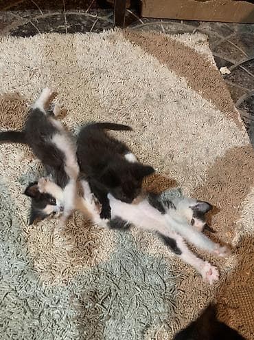 шотландский кот: Кошка даром: Беспородная, 1 месяц, Мальчик — 1